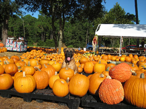 Sugar Bear pumpkin patch